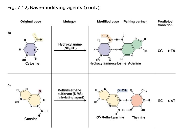 Fig. 7. 12, Base-modifying agents (cont. ). 