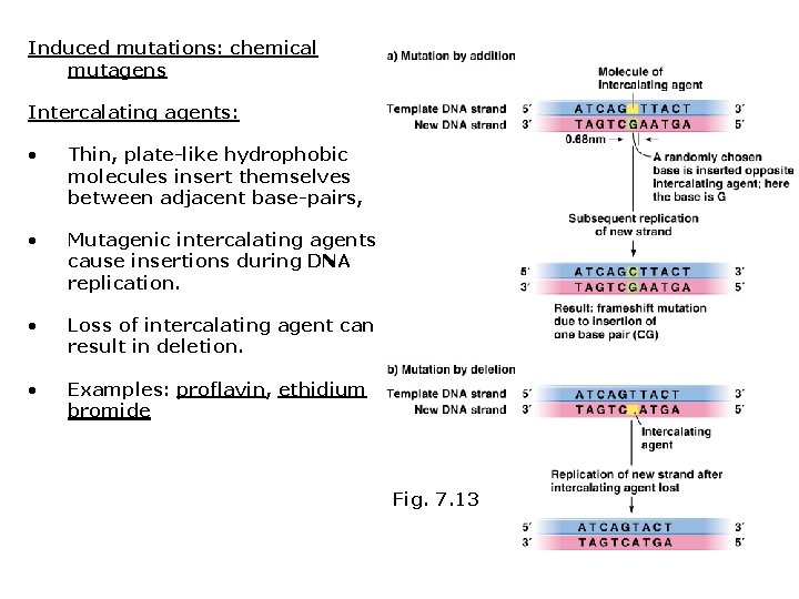 Induced mutations: chemical mutagens Intercalating agents: • Thin, plate-like hydrophobic molecules insert themselves between