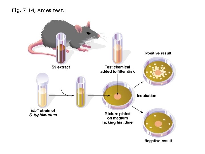 Fig. 7. 14, Ames test. 