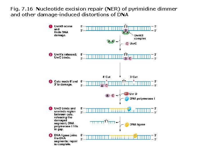 Fig. 7. 16 Nucleotide excision repair (NER) of pyrimidine dimmer and other damage-induced distortions Fig. 7. 16 Nucleotide excision repair (NER) of pyrimidine dimmer and other damage-induced distortions