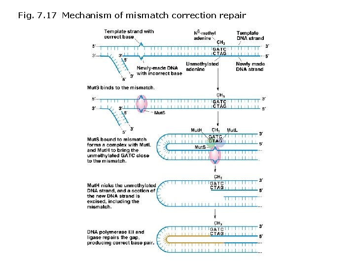 Fig. 7. 17 Mechanism of mismatch correction repair Fig. 7. 17 Mechanism of mismatch correction repair