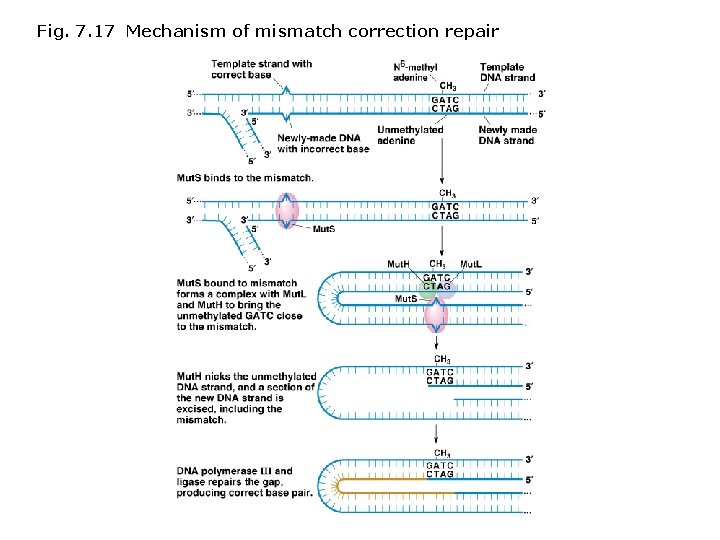 Fig. 7. 17 Mechanism of mismatch correction repair 