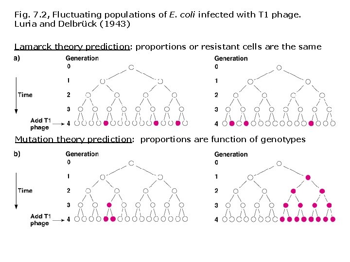 Fig. 7. 2, Fluctuating populations of E. coli infected with T 1 phage. Luria