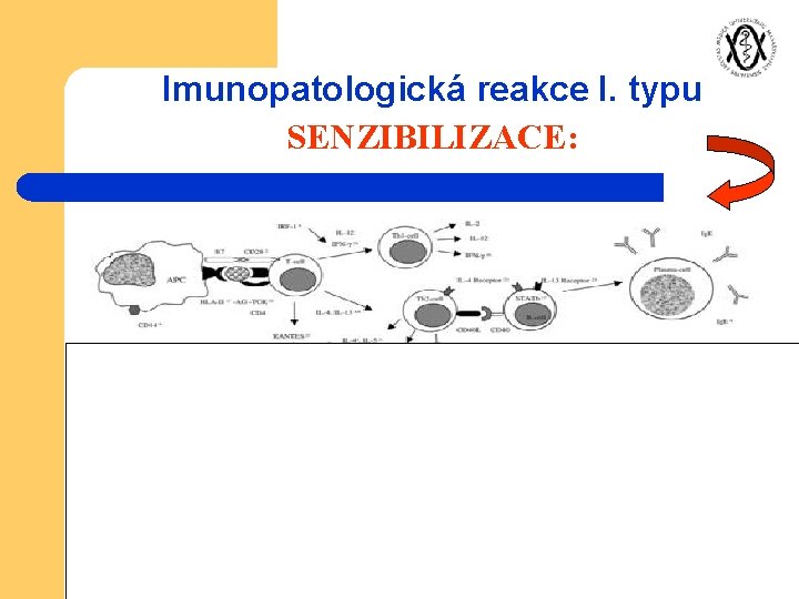 Imunopatologická reakce I. typu SENZIBILIZACE: 