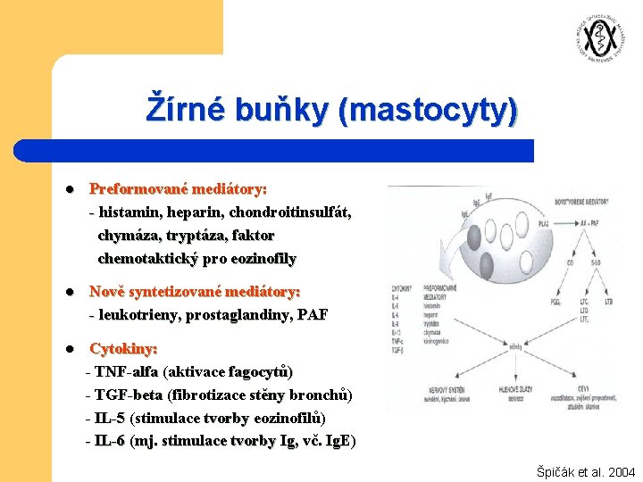 Žírné buňky (mastocyty) l Preformované mediátory: - histamin, heparin, chondroitinsulfát, chymáza, tryptáza, faktor chemotaktický