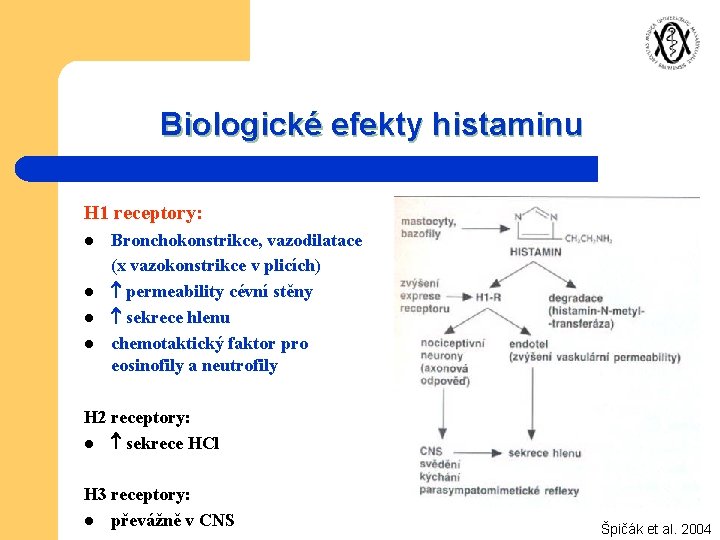Biologické efekty histaminu H 1 receptory: l l Bronchokonstrikce, vazodilatace (x vazokonstrikce v plicích)