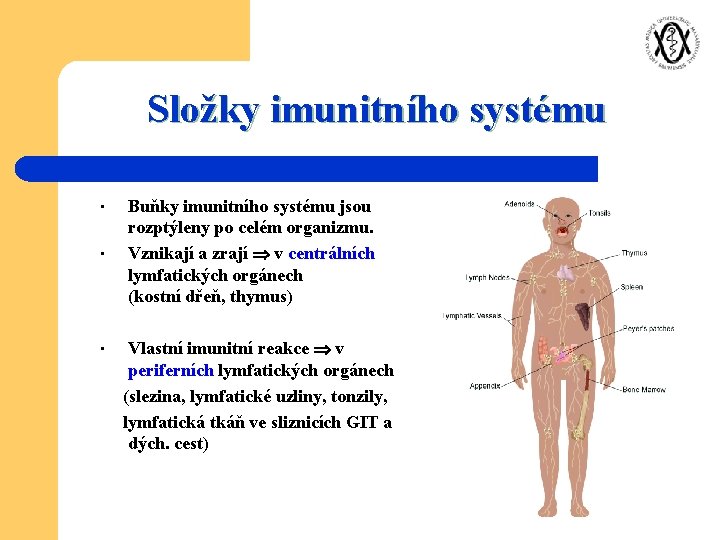 Složky imunitního systému • • • Buňky imunitního systému jsou rozptýleny po celém organizmu.