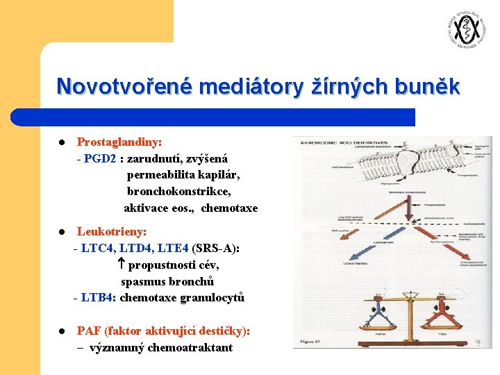 Novotvořené mediátory žírných buněk l l l Prostaglandiny: - PGD 2 : zarudnutí, zvýšená