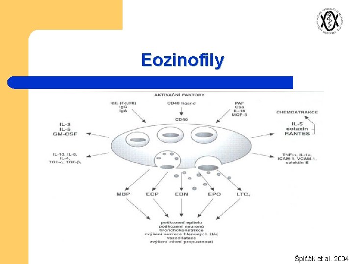 Eozinofily Špičák et al. 2004 