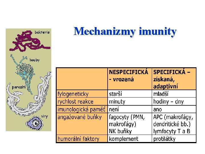 Mechanizmy imunity 