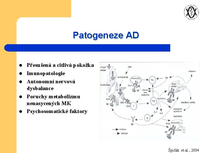 Patogeneze AD l l l Přesušená a citlivá pokožka Imunopatologie Autonomní nervová dysbalance Poruchy