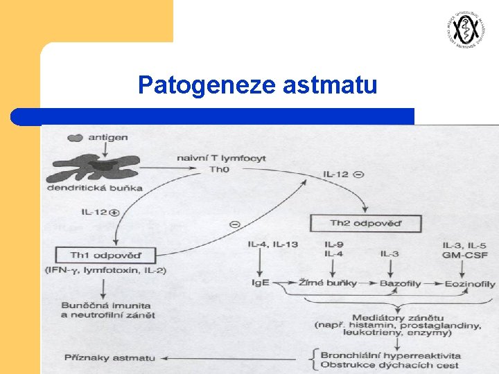 Patogeneze astmatu 