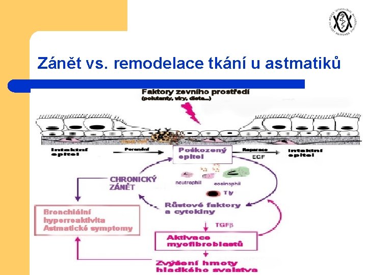 Zánět vs. remodelace tkání u astmatiků 