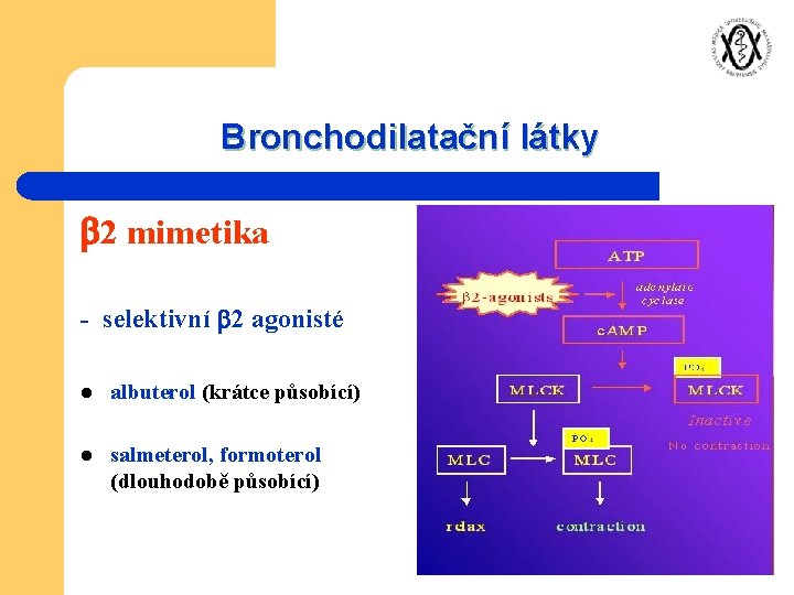 Bronchodilatační látky 2 mimetika - selektivní 2 agonisté l albuterol (krátce působící) l salmeterol,