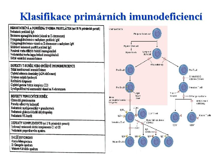 Klasifikace primárních imunodeficiencí 