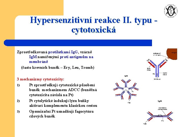 Hypersenzitivní reakce II. typu cytotoxická Zprostředkovaná protilátkami Ig. G, vzácně Ig. M namířenými proti