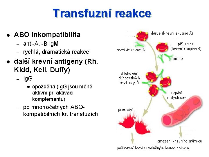 Transfuzní reakce l ABO inkompatibilita – – l anti-A, -B Ig. M rychlá, dramatická