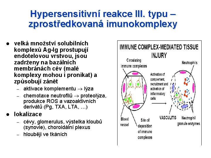 Hypersensitivní reakce III. typu – zprostředkovaná imunokomplexy l velká množství solubilních komplexů Ag-Ig prostupují