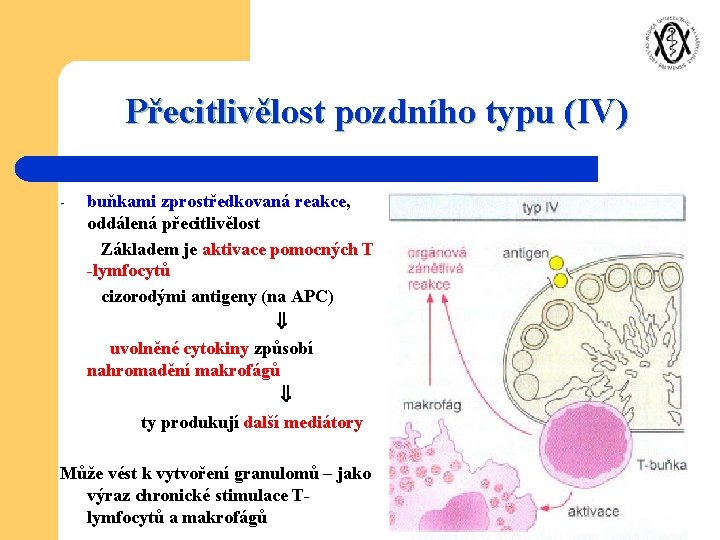 Přecitlivělost pozdního typu (IV) - buňkami zprostředkovaná reakce, oddálená přecitlivělost Základem je aktivace pomocných