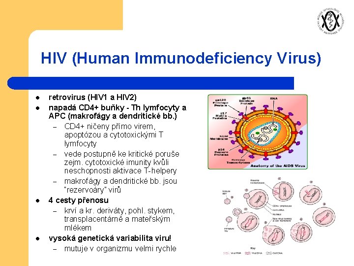 HIV (Human Immunodeficiency Virus) l l retrovirus (HIV 1 a HIV 2) napadá CD