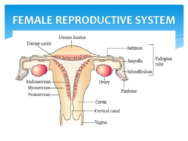 FEMALE REPRODUCTIVE SYSTEM 