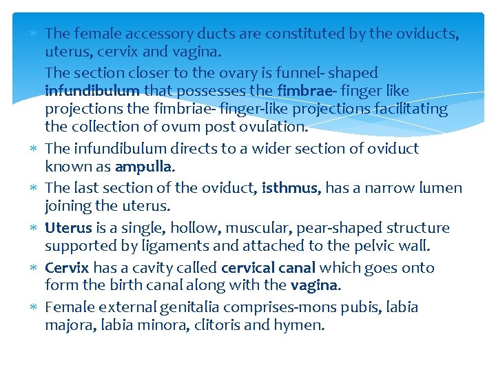  The female accessory ducts are constituted by the oviducts, uterus, cervix and vagina.