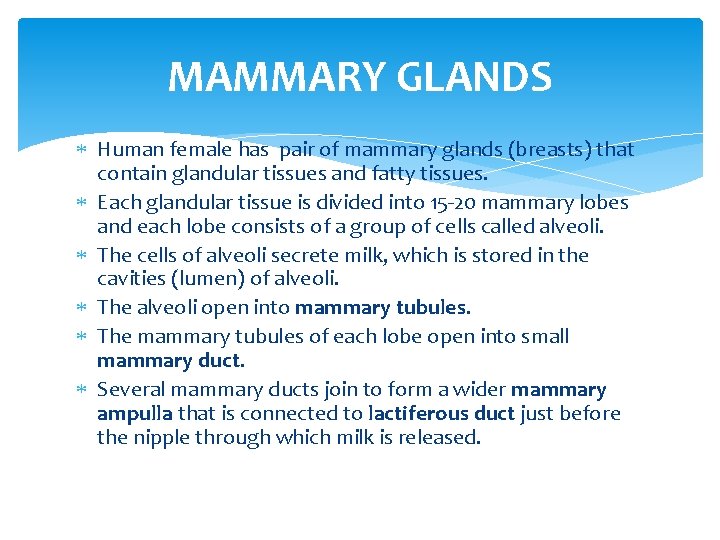 MAMMARY GLANDS Human female has pair of mammary glands (breasts) that contain glandular tissues