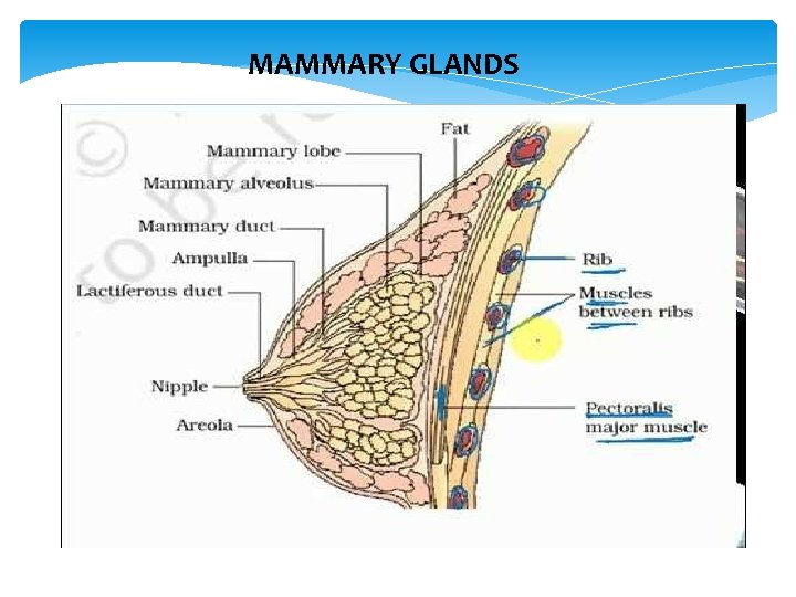 MAMMARY GLANDS 