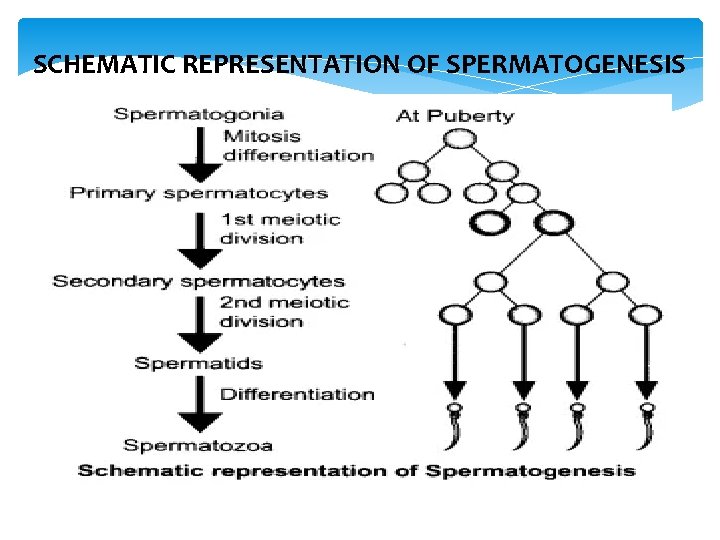 SCHEMATIC REPRESENTATION OF SPERMATOGENESIS 