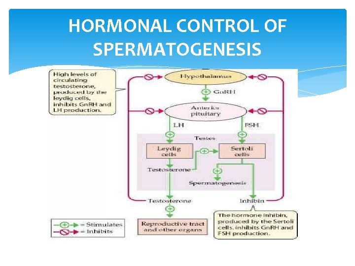 HORMONAL CONTROL OF SPERMATOGENESIS 