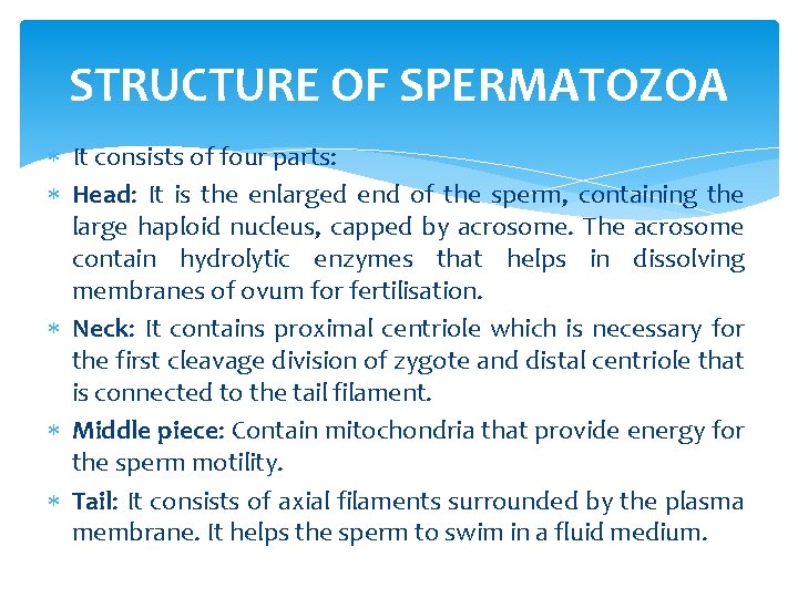 STRUCTURE OF SPERMATOZOA It consists of four parts: Head: It is the enlarged end