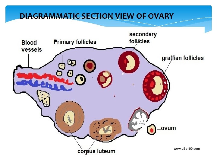 DIAGRAMMATIC SECTION VIEW OF OVARY 