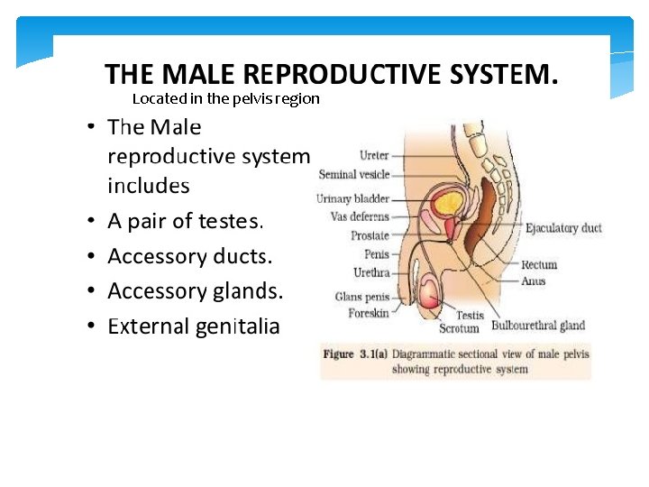 Located in the pelvis region 