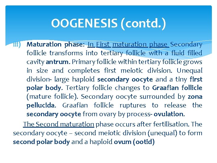 OOGENESIS (contd. ) iii) Maturation phase: In First maturation phase Secondary follicle transforms into