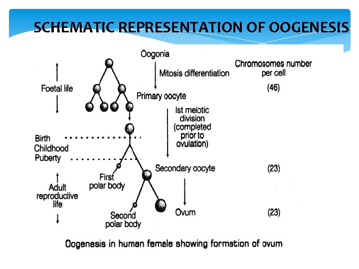 SCHEMATIC REPRESENTATION OF OOGENESIS 