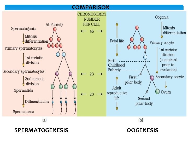 COMPARISON SPERMATOGENESIS OOGENESIS 