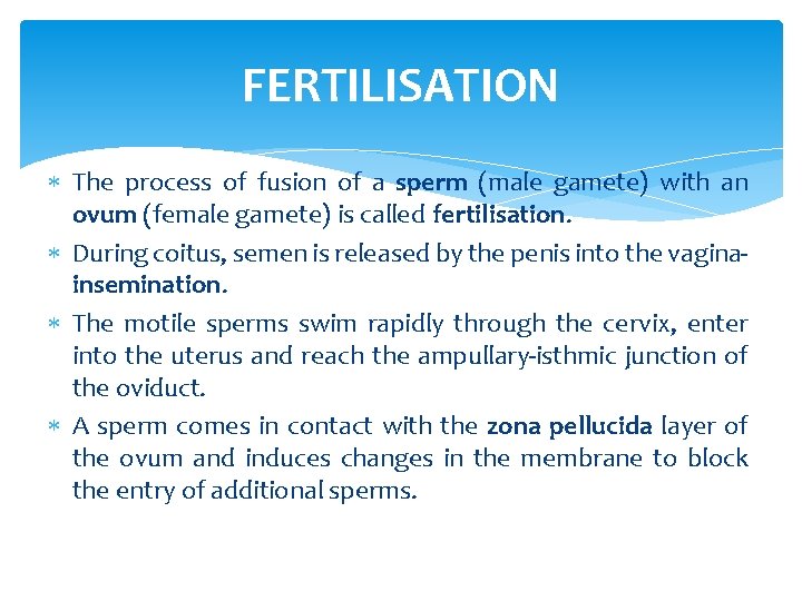 FERTILISATION The process of fusion of a sperm (male gamete) with an ovum (female