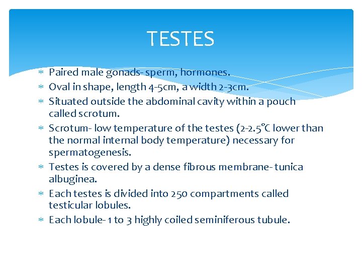 TESTES Paired male gonads- sperm, hormones. Oval in shape, length 4 -5 cm, a