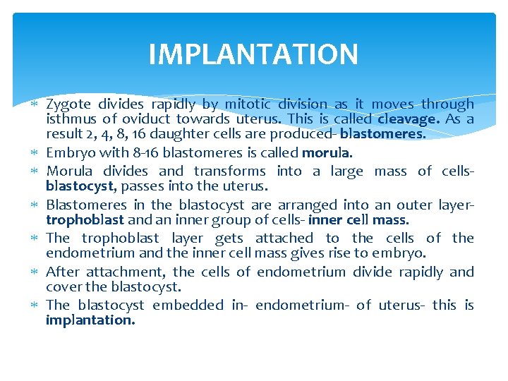 IMPLANTATION Zygote divides rapidly by mitotic division as it moves through isthmus of oviduct