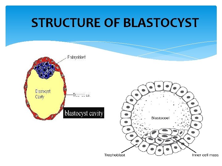 STRUCTURE OF BLASTOCYST 