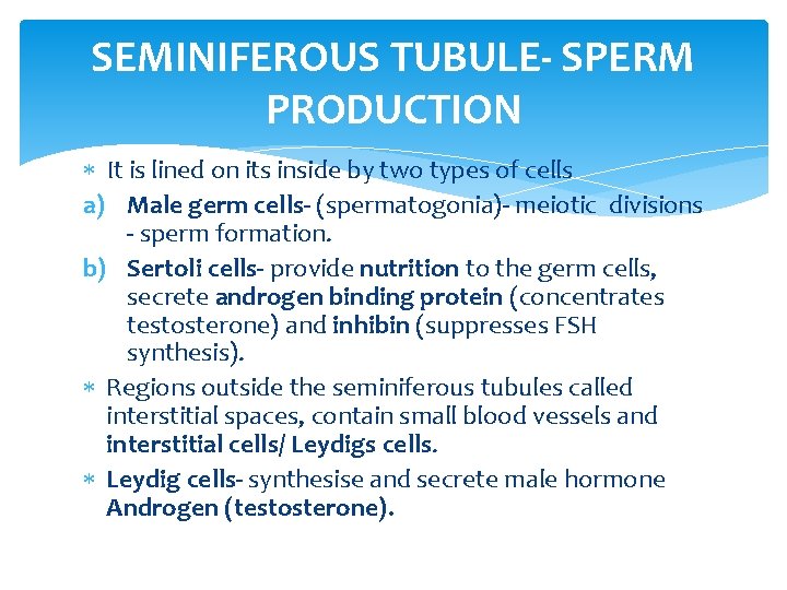 SEMINIFEROUS TUBULE- SPERM PRODUCTION It is lined on its inside by two types of