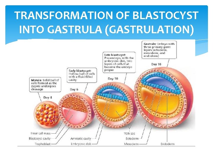 TRANSFORMATION OF BLASTOCYST INTO GASTRULA (GASTRULATION) 