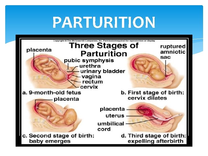 PARTURITION 