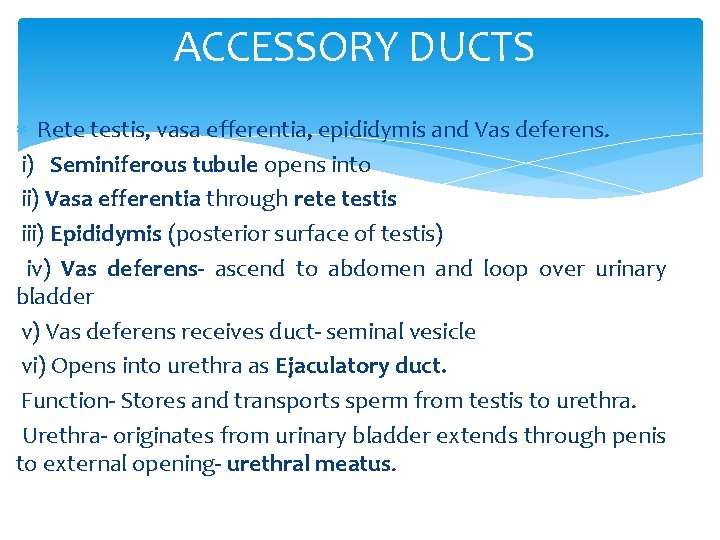 ACCESSORY DUCTS Rete testis, vasa efferentia, epididymis and Vas deferens. i) Seminiferous tubule opens