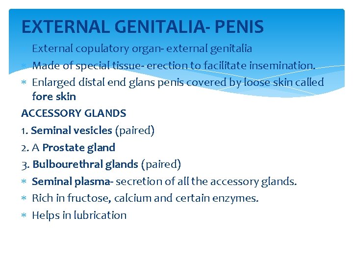 EXTERNAL GENITALIA- PENIS External copulatory organ- external genitalia Made of special tissue- erection to