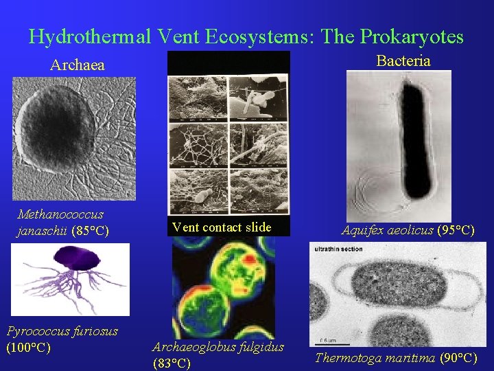 Hydrothermal Vent Ecosystems: The Prokaryotes Bacteria Archaea Methanococcus janaschii (85°C) Pyrococcus furiosus (100°C) Vent