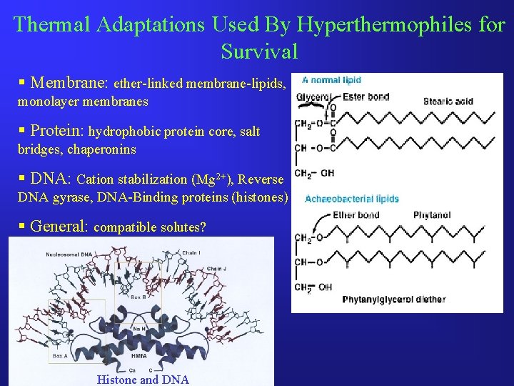 Thermal Adaptations Used By Hyperthermophiles for Survival § Membrane: ether-linked membrane-lipids, monolayer membranes §