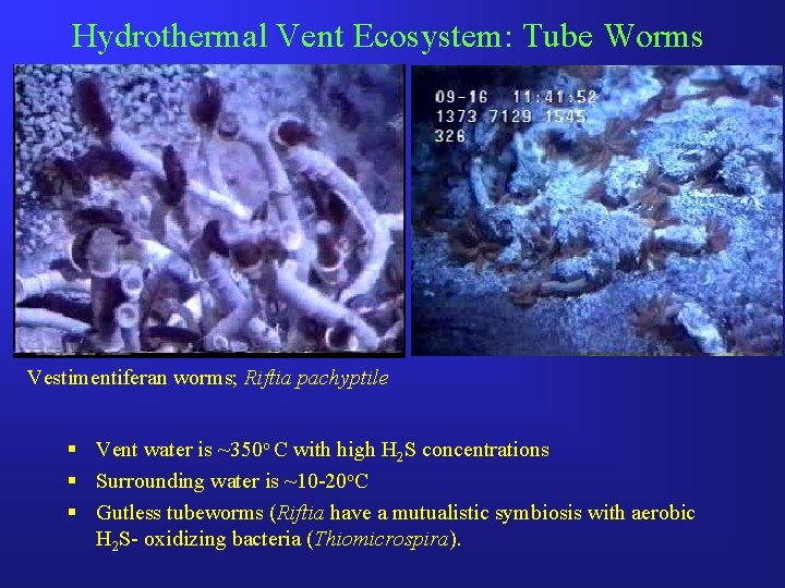 Hydrothermal Vent Ecosystem: Tube Worms Vestimentiferan worms; Riftia pachyptile § Vent water is ~350