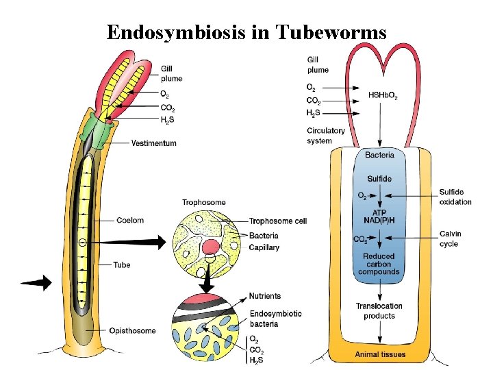 Endosymbiosis in Tubeworms 