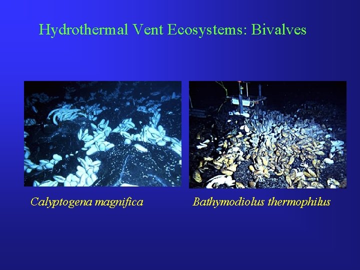 Hydrothermal Vent Ecosystems: Bivalves Calyptogena magnifica Bathymodiolus thermophilus 